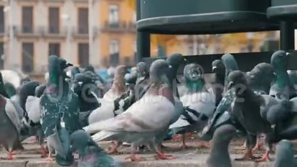 城里街上一大群吃面包的鸽子视频的预览图