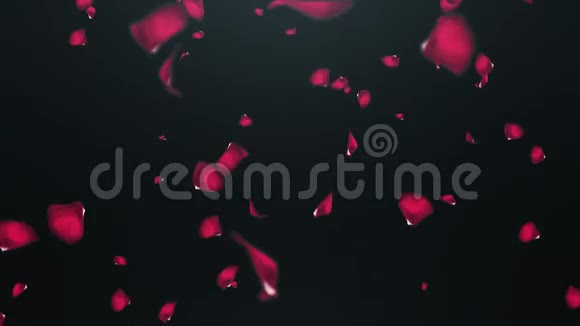 黑色背景下飘落的玫瑰花瓣视频的预览图