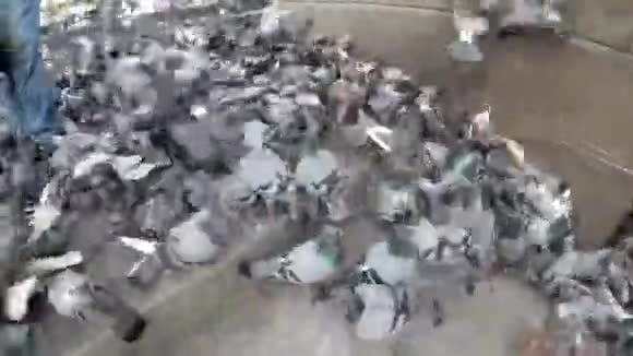 城里街上一大群吃面包的鸽子视频的预览图