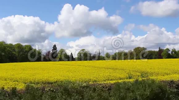 蓝天美丽的油菜田画面视频的预览图