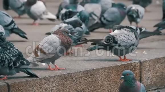 许多鸽子慢吞吞地在市街吃食物视频的预览图