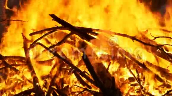 森林之夜燃烧树枝的大篝火背景慢动作视频的预览图