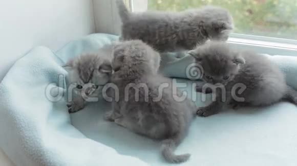 斑点小猫繁殖苏格兰褶皱视频的预览图