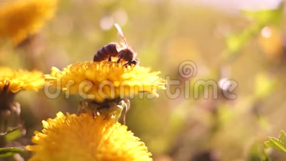 蜂蜜蜜蜂聚花粉特写视频的预览图