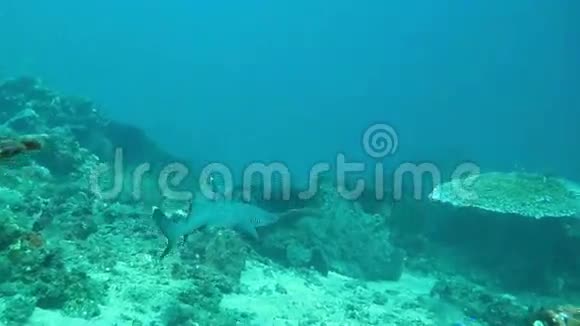 黑尖暗礁鲨鱼在水下游泳视频的预览图