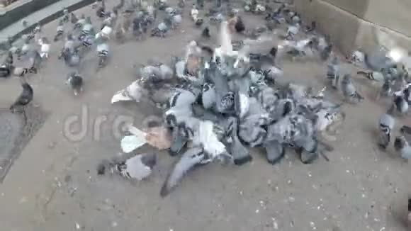 城市公园里一大群吃面包的鸽子视频的预览图