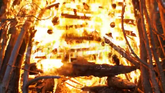 森林中夜间燃烧的枝干大火视频的预览图