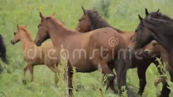 马群正在阿尔马萨塔山脚下放牧视频的预览图