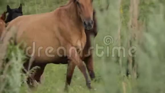 马群正在阿尔马萨塔山脚下放牧视频的预览图