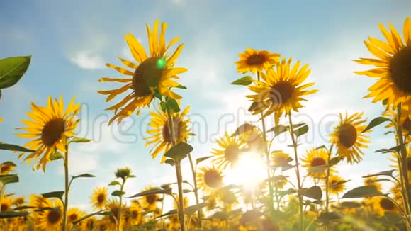 太阳落山在向日葵的田野上对着多云的天空生活方式收获农业向日葵领域概念视频的预览图