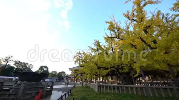 美丽的银杏树变成了黄色视频的预览图