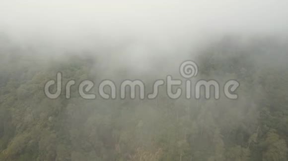 云雾中的雨林印度尼西亚巴厘视频的预览图
