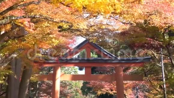 美丽的秋色西田视频的预览图