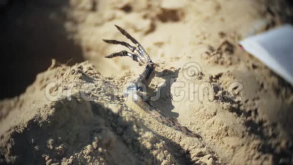 这名妇女从事挖掘沙子骨架和考古工具中的骨头视频的预览图