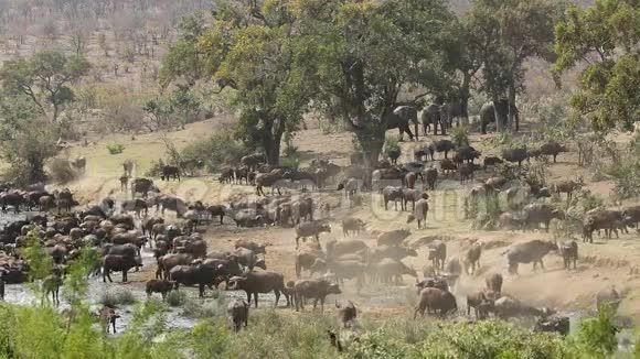 非洲水牛群视频的预览图