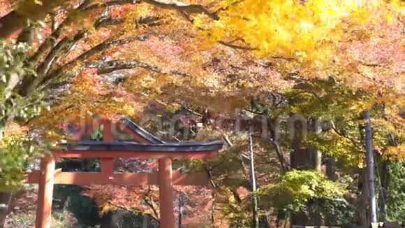 美丽的秋色西田视频的预览图