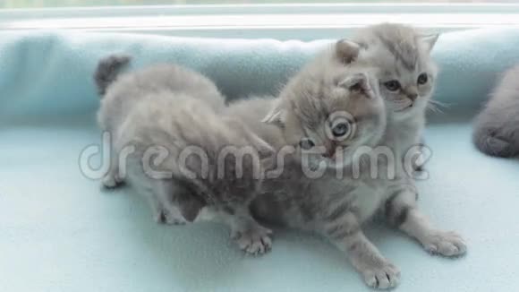斑点小猫繁殖苏格兰褶皱视频的预览图
