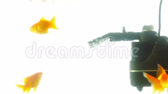 水族馆里的金鱼视频的预览图