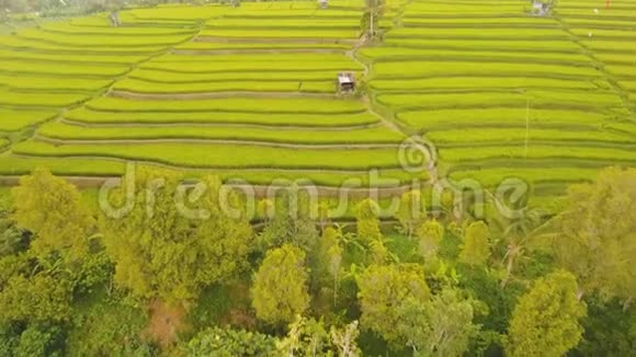 露台稻田巴厘岛印度尼西亚视频的预览图