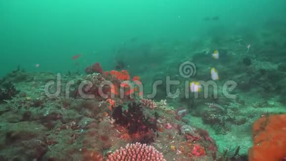 珊瑚礁和热带鱼印度尼西亚巴厘视频的预览图