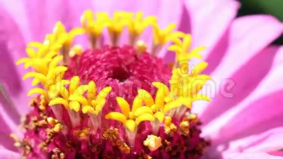 花卉宏观视频的预览图