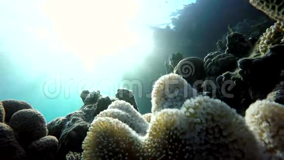 热带珊瑚和鱼视频的预览图