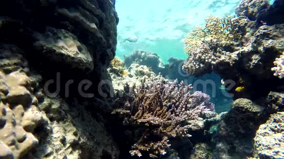 潜水热带鱼视频的预览图