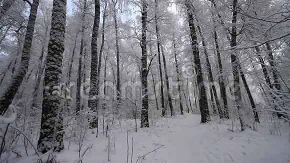 冬天的森林视频的预览图
