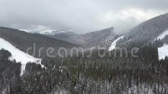 白雪覆盖的松树的鸟瞰图视频的预览图