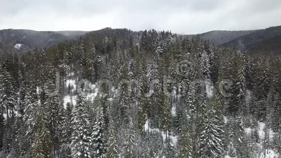 白雪覆盖的松树的鸟瞰图视频的预览图