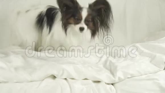 狗帕皮隆躺在床上的录像视频的预览图
