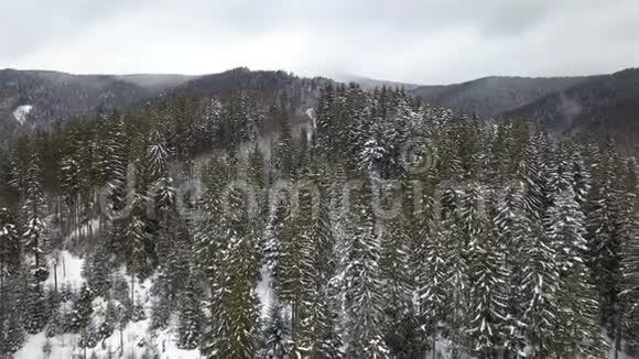 白雪覆盖的松树的鸟瞰图视频的预览图