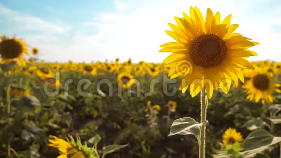 美丽的向日葵和眦野的黄花背景上的蓝天景观慢动作视频很多视频的预览图