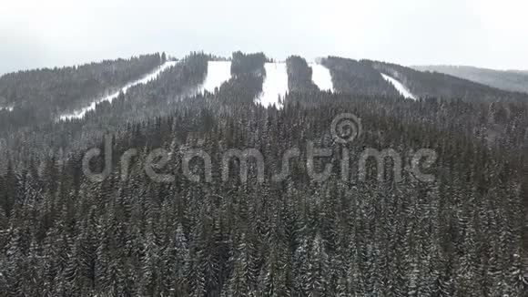 白雪覆盖的松树的鸟瞰图视频的预览图