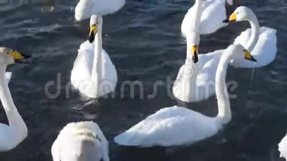 漂亮的白色天鹅视频的预览图