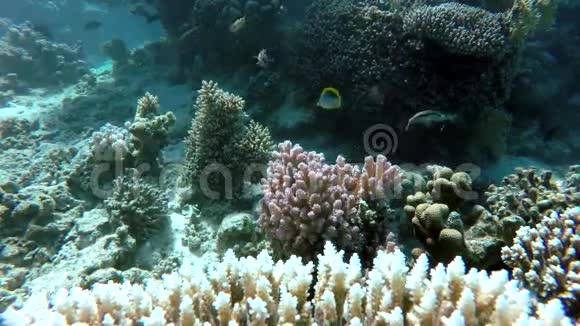 自然热带鱼视频的预览图