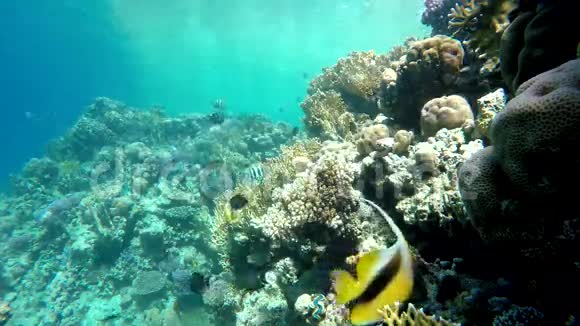 异国情调的热带鱼视频的预览图