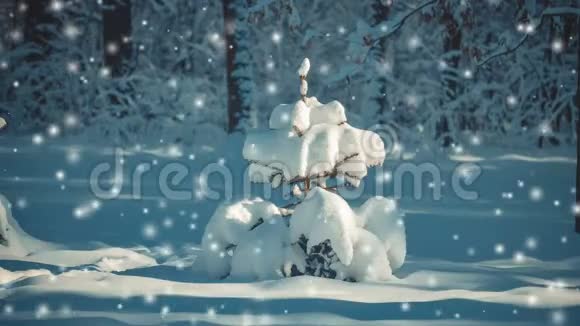 奇妙的童话般神奇的风景圣诞树视频的预览图