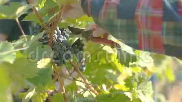 葡萄酒葡萄丰收视频的预览图