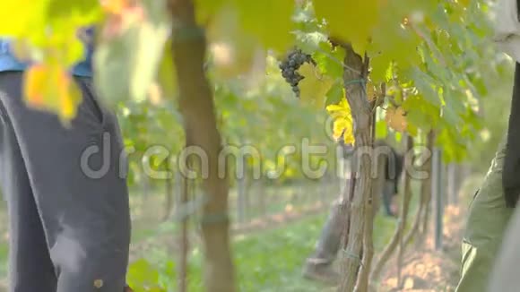葡萄酒葡萄丰收视频的预览图