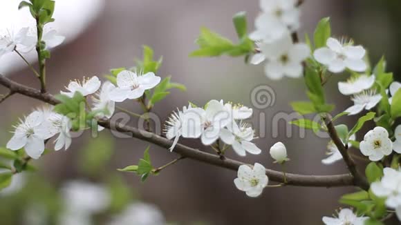 花园里美丽的白色樱花视频的预览图