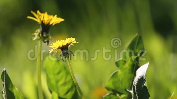 花园里美丽的黄色蒲公英视频的预览图