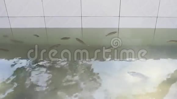 水里的鱼视频的预览图