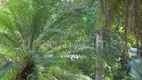 越南西贡的热带花园视频的预览图