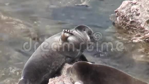 贝加尔湖在乌什坎尼群岛上的布沙西比里察海豹视频的预览图