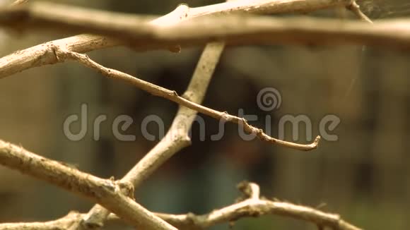 树枝自然背景视频的预览图