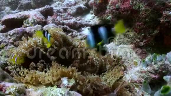 海葵和五颜六色的小丑鱼马尔代夫视频的预览图