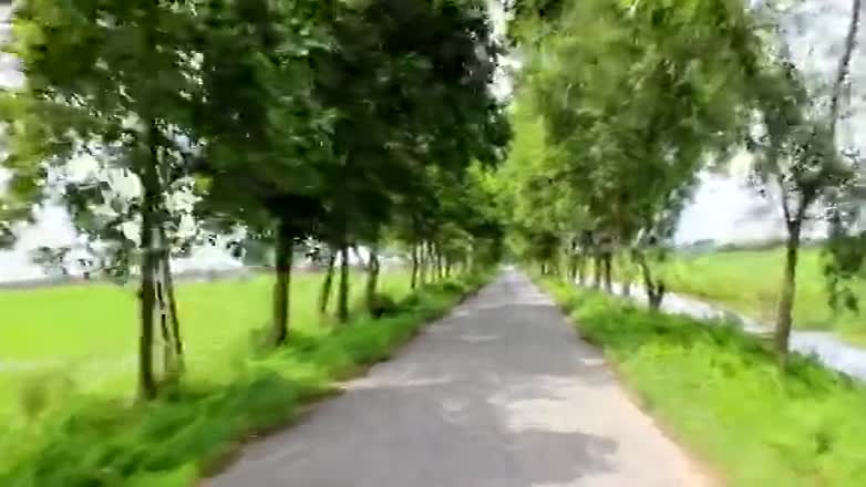 道路和树木视频的预览图