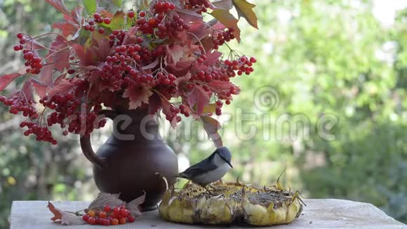 鸟啄葵花籽视频的预览图