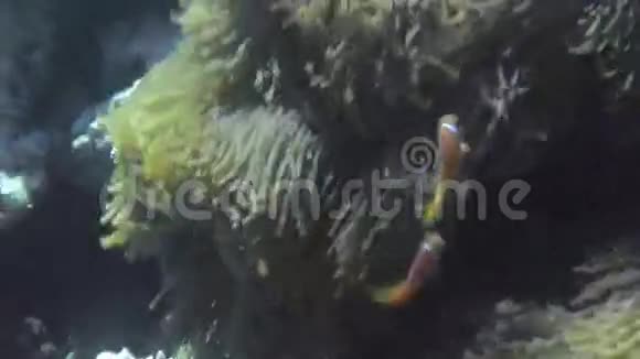 海葵和五颜六色的小丑鱼马尔代夫视频的预览图